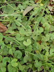 Dichondra repens