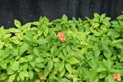 Crossandra infundibuliformis