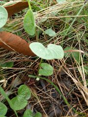 Dichondra repens