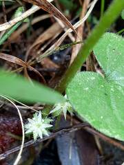 Dichondra repens
