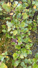 Betula pubescens pumila