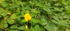Arachis repens