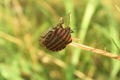 Graphosoma italicum