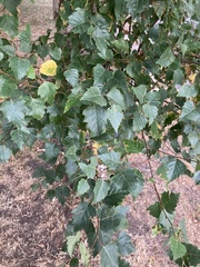 Betula pendula