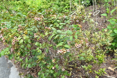Strophanthus preussii