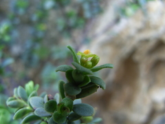 Pimelea serpyllifolia