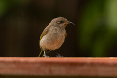 Lichmera indistincta