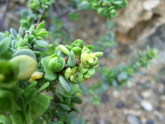 Pimelea serpyllifolia