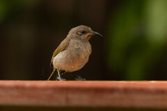 Lichmera indistincta