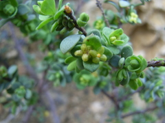 Pimelea serpyllifolia