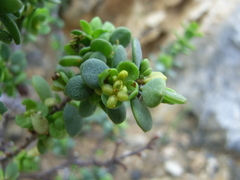 Pimelea serpyllifolia
