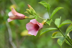 Allamanda blanchetii