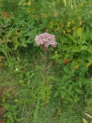 Eupatorium lindleyanum