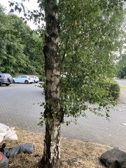 Betula pendula