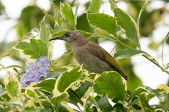 Lichmera indistincta