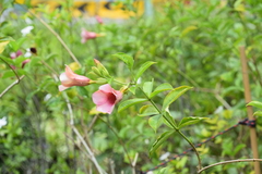 Allamanda blanchetii