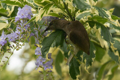 Lichmera indistincta