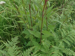 Eupatorium lindleyanum