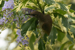 Lichmera indistincta