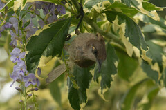 Lichmera indistincta