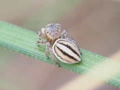 Maratus scutulatus