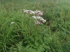 Eupatorium lindleyanum