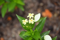 Pseudomussaenda flava