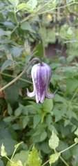 Clematis socialis