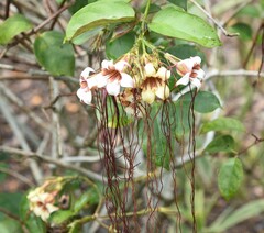 Strophanthus preussii