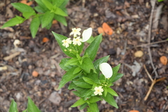 Pseudomussaenda flava