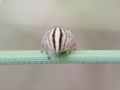 Maratus scutulatus