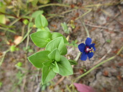 Lysimachia arvensis caerulea
