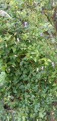 Clematis socialis