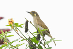 Microptilotis imitatrix