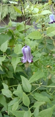 Clematis socialis