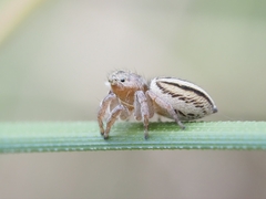 Maratus scutulatus