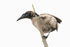 Philemon buceroides