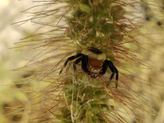 Synema globosum