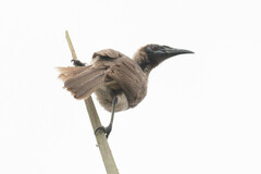 Philemon buceroides