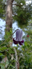 Clematis socialis