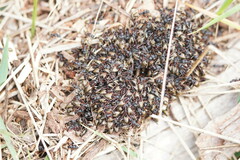 Dolichoderus doriae