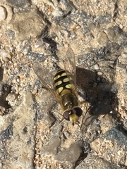 Eupeodes corollae