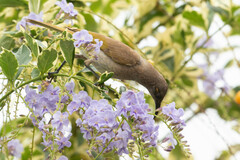 Lichmera indistincta