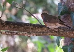 Erithacus rubecula rubecula