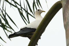 Ducula spilorrhoa