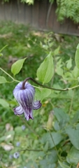 Clematis socialis