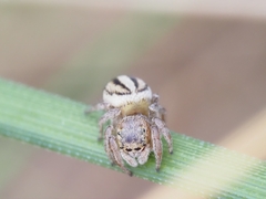 Maratus scutulatus