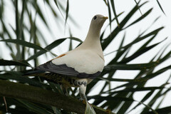 Ducula spilorrhoa