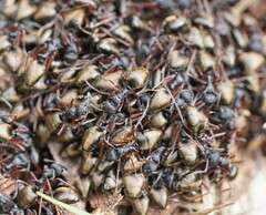 Dolichoderus doriae