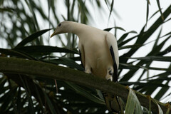 Ducula spilorrhoa